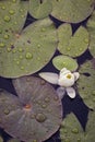 Lily and lily pads with raindrops Royalty Free Stock Photo