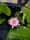 Lily Lotus Flower on Water 