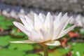 Lily lotus flowers white petal with yellow pollen blooming in pond Royalty Free Stock Photo