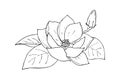 Lily lotus magnolia flower with bud, doodling hand contour drawing, isolated, on white background. Royalty Free Stock Photo