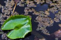 Lily Lotuswater pond with water droplets on the leaves floating Royalty Free Stock Photo