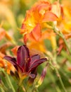 Lily Love, Bold Burgundy Lily Against Peachy Orange and Yellow