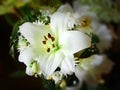 Lily Flower in bloom Macro Royalty Free Stock Photo