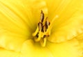 Lily. Macro. Stamens