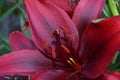 Lily Maroon with Anthers and Stamen Royalty Free Stock Photo