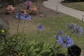 Lily of the Nile Agapanthus Amaryllidaceae Agapanthoideae