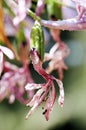 Withering Lily of the Nile - Macro