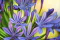 Lily of the Nile - Agapanthus Royalty Free Stock Photo