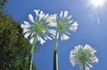 Lily of the Nile Agapanthus flowers growing toward the sky.
