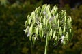 Lily of the Nile Agapanthus flowers turned into seed pods.