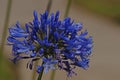 Lily of the Nile Agapanthus Amaryllidaceae Agapanthoideae