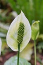 Lily of the Nile (Calla lily) flower Royalty Free Stock Photo