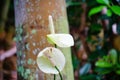 Lily of the Nile Calla lily flower Royalty Free Stock Photo