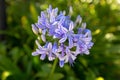 Lily of the Nile flower in blue purple color, also called Africa Royalty Free Stock Photo