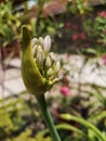 Lily of the Nile flower bud Royalty Free Stock Photo