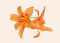 Lily orange daylily isolated Royalty Free Stock Photo