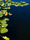 Lily pad border Royalty Free Stock Photo