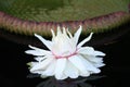 Lily Pad with Flower at Duke Garden