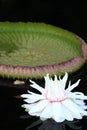 Lily Pad with Flower at Duke Garden