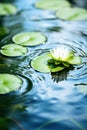 a lily pad and a flower in water Royalty Free Stock Photo