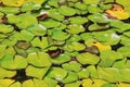 Lily pad leaves Royalty Free Stock Photo