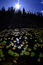 Lily pad leaves floating in water reflecting the sky pine trees and sunshine Royalty Free Stock Photo