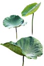 Lotus leaf lily pad and lotus bud isolated on white background Royalty Free Stock Photo