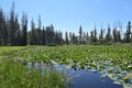 Lily Pad Pond Blooms in Eagles Nest Wilderness Royalty Free Stock Photo