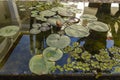 Lily pad on a pond with reflections Oaxaca Mexico Royalty Free Stock Photo