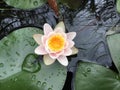 Lily pad pond with white pink and yellow flower