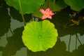 Lily pad and red lotus flower Royalty Free Stock Photo