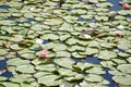 Lilly Pads with Pink and White Flowers