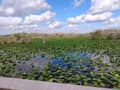 Lily pad swamp land in everglades florida Royalty Free Stock Photo