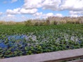 Lily pad swamp land in everglades florida Royalty Free Stock Photo