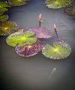 Lily Pads Royalty Free Stock Photo