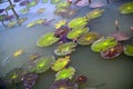 Lily Pads Royalty Free Stock Photo