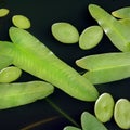 Lily pads Royalty Free Stock Photo