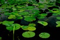 Lily Pads