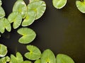 Lily Pads Royalty Free Stock Photo