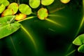 Lily pads abstract Royalty Free Stock Photo