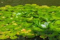 Lily Pads - Botanic Garden Rio de Janeiro, Brazil