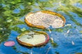 Lily Pads - Botanic Garden Rio de Janeiro, Brazil