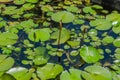 Lily Pads - Botanic Garden Rio de Janeiro, Brazil