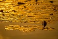 Lily Pads In The Golden Light Of Sunset Royalty Free Stock Photo