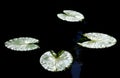 Lily Pads in dark Pond Water glowing with detail Royalty Free Stock Photo