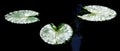 Lily Pads in dark Pond Water glowing with detail Royalty Free Stock Photo