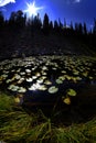 Lily pad leaves floating in water reflecting the sky pine trees and sunshine Royalty Free Stock Photo