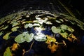 Lily pad leaves floating in water reflecting the sky pine trees and sunshine Royalty Free Stock Photo