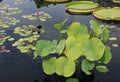 Lily Pads Decorate a Drab Pond Surface With Their Bright Greenery and Round Shapes Royalty Free Stock Photo