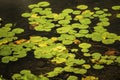Lily Pads Royalty Free Stock Photo